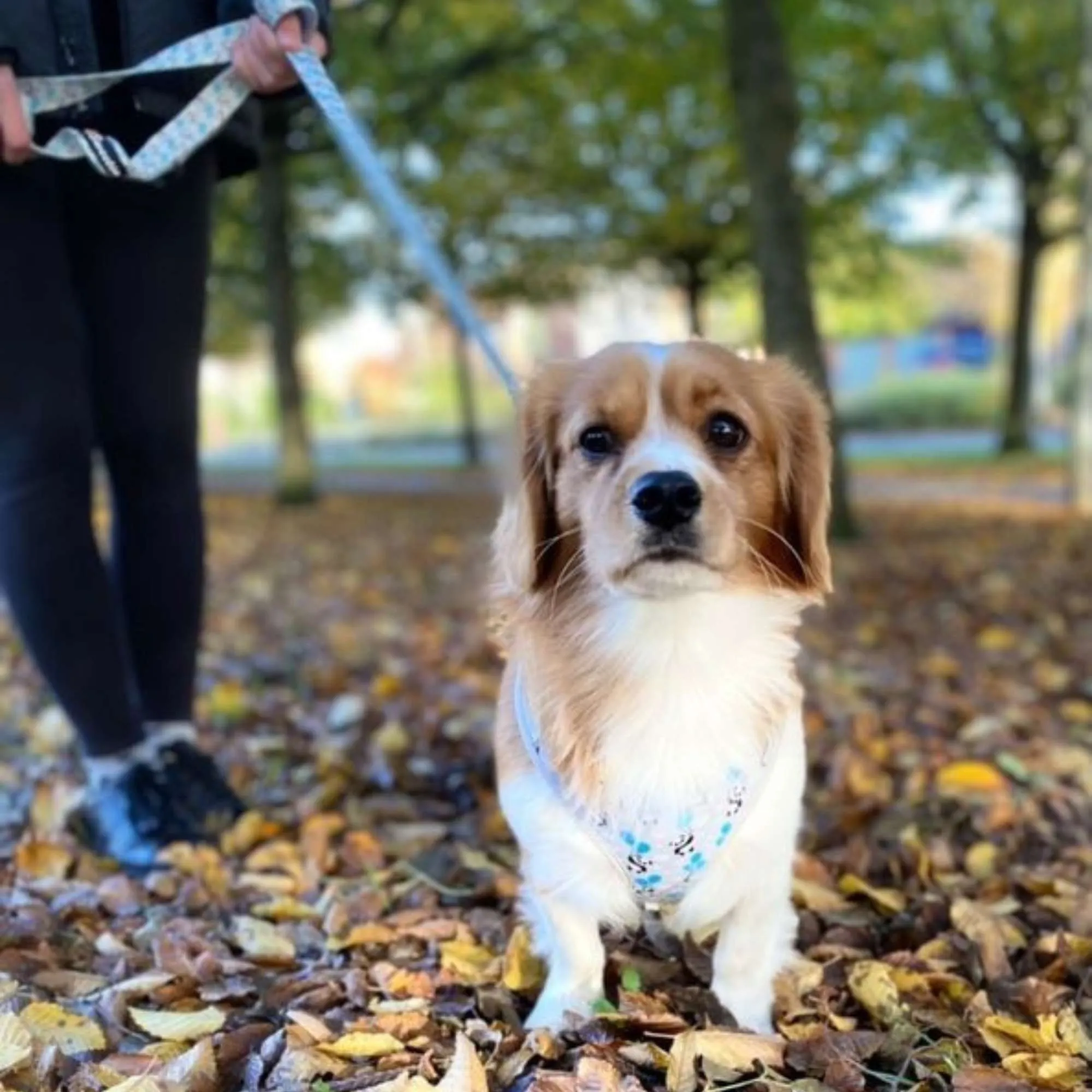 Adjustable Harness - My Heart Belongs to Panda