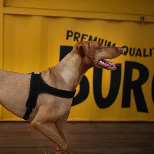 Charlie's Backyard TOWN HARNESS / BLACK