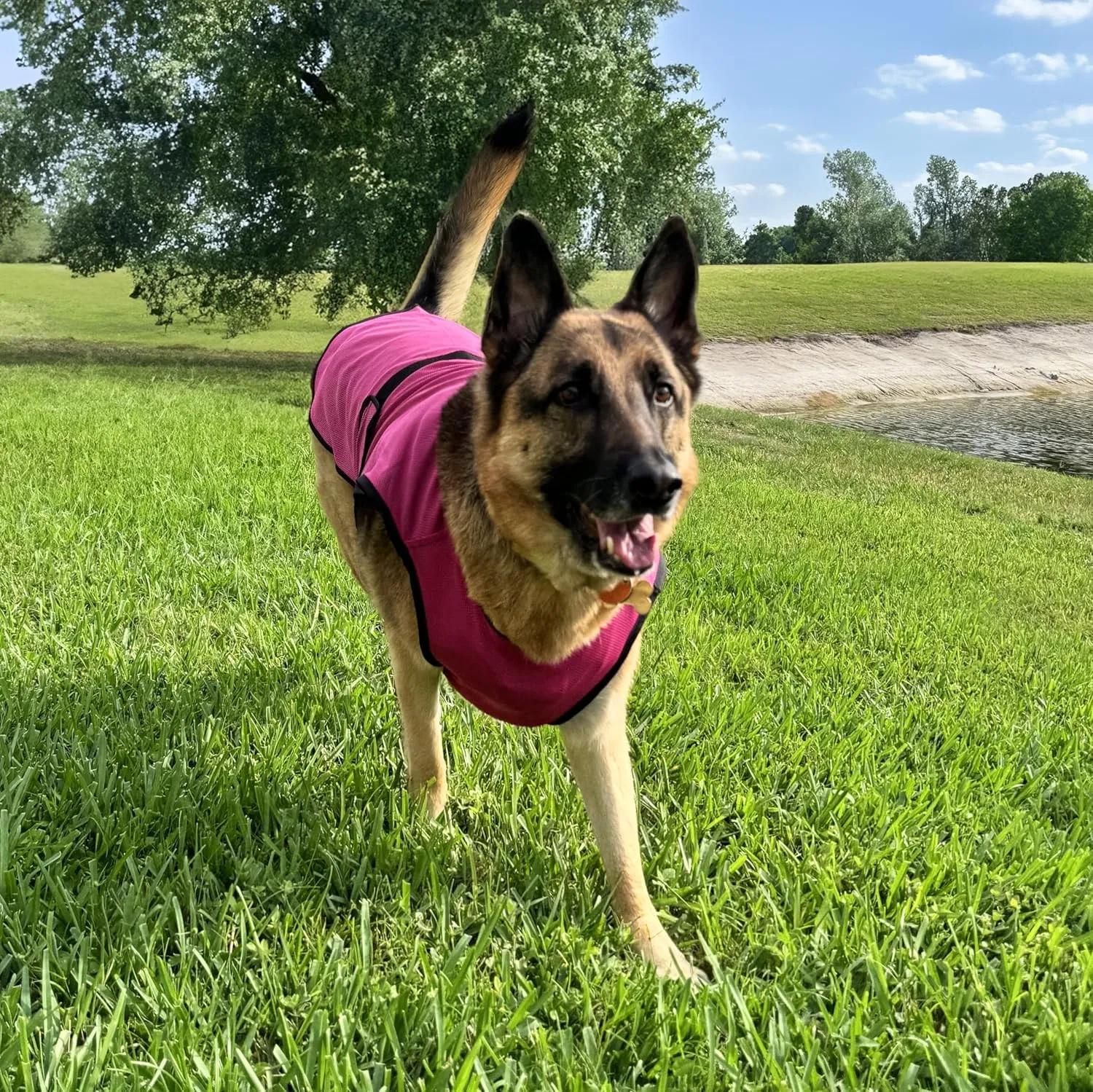 Dog Cooling Vest. Lightweight Jacket with Evaporative Cool Microfiber Technology, UV Protection Shirt for Beach, Sizing for Small, Medium and Large Dogs (L, Rose Pink)