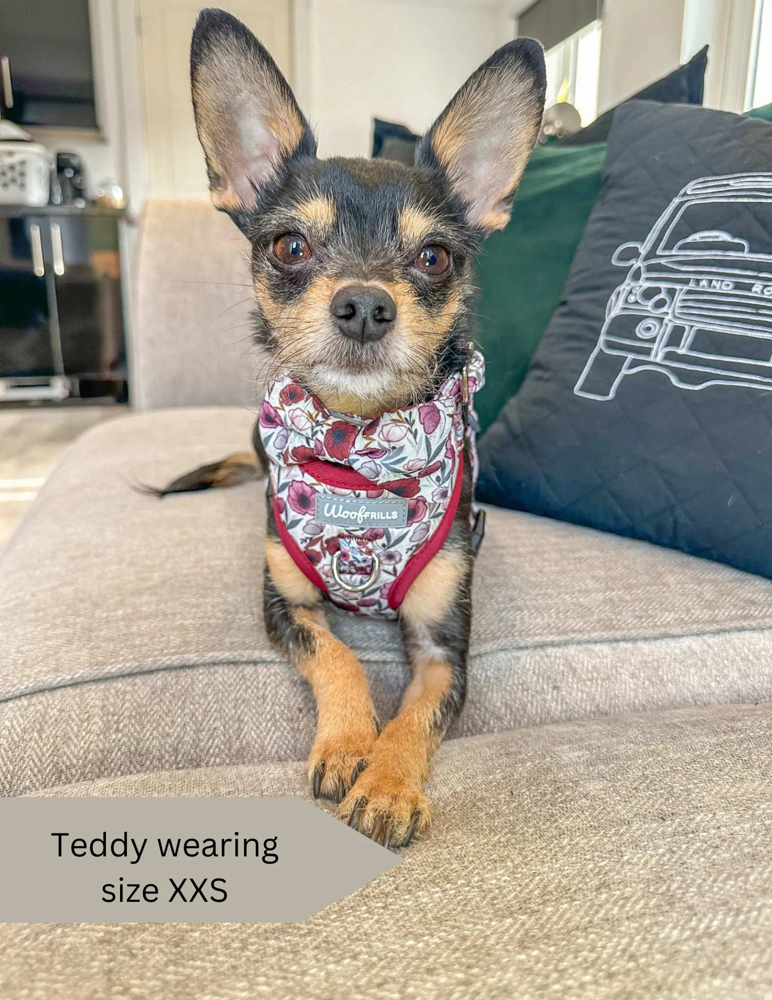 Dog harness, Dog collar and lead set | BUNDLE OF YOUR CHOICE | Poppy power