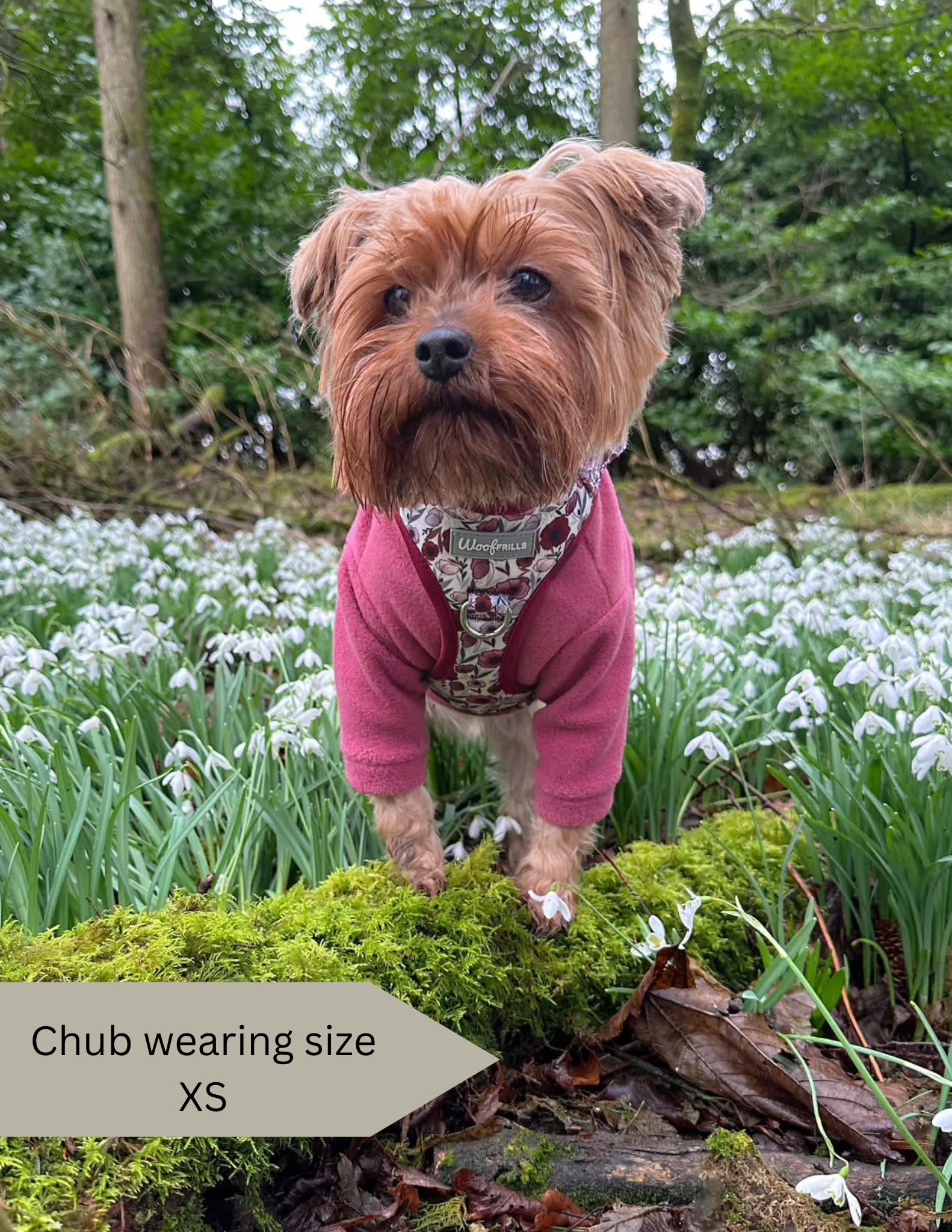 Dog harness, Dog collar and lead set | BUNDLE OF YOUR CHOICE | Poppy power