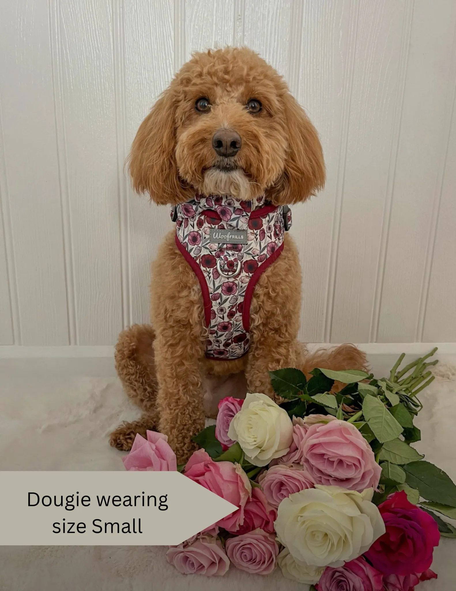 Dog harness, Dog collar and lead set | BUNDLE OF YOUR CHOICE | Poppy power