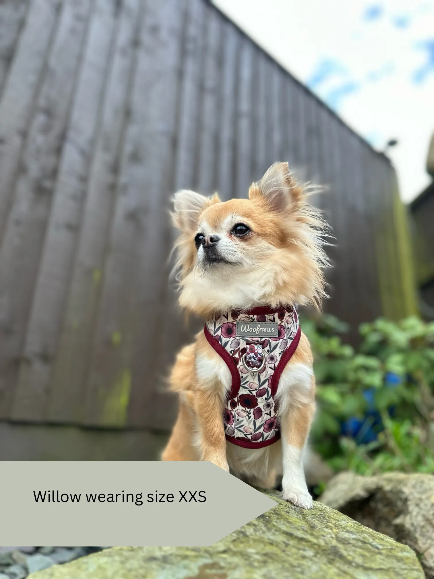 Dog harness, Dog collar and lead set | BUNDLE OF YOUR CHOICE | Poppy power