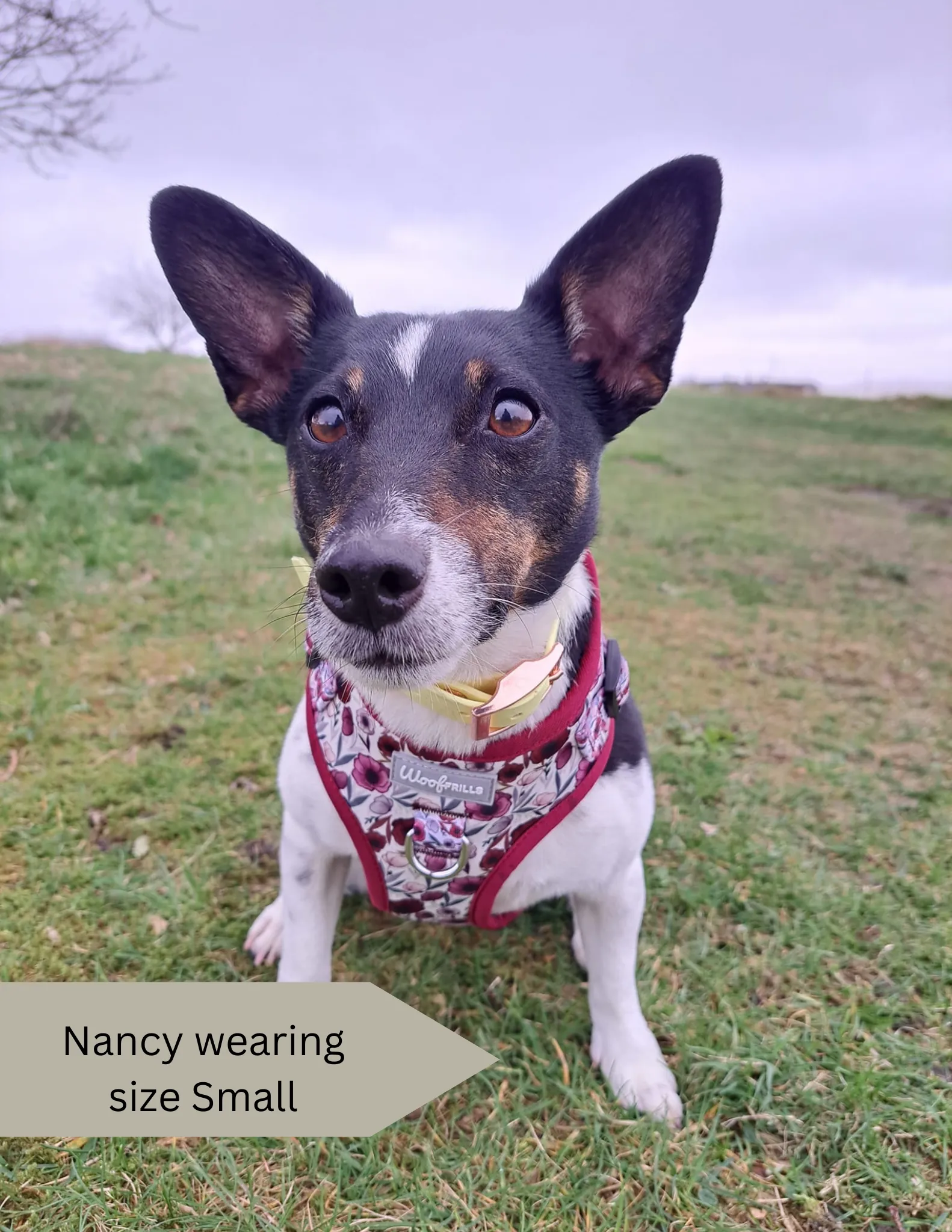 Dog harness, Dog collar and lead set | BUNDLE OF YOUR CHOICE | Poppy power