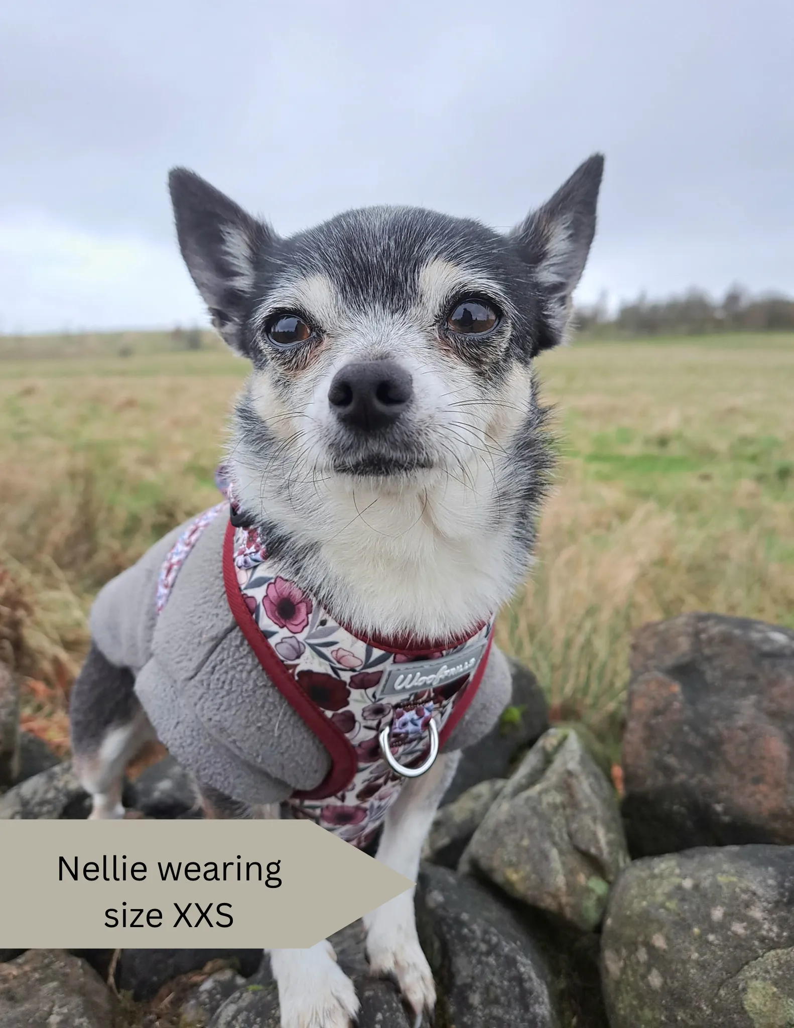 Dog harness, Dog collar and lead set | BUNDLE OF YOUR CHOICE | Poppy power