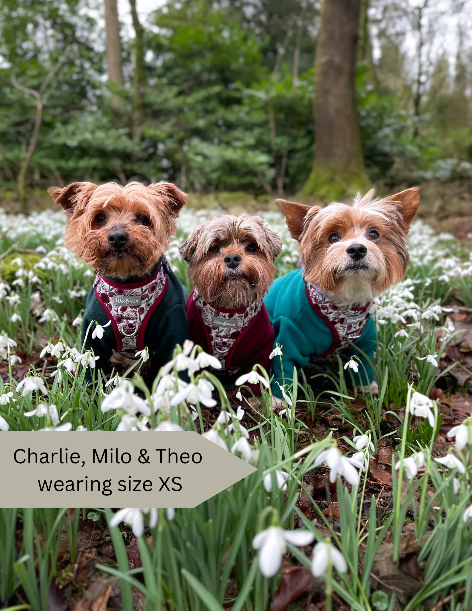 Dog harness, Dog collar and lead set | BUNDLE OF YOUR CHOICE | Poppy power