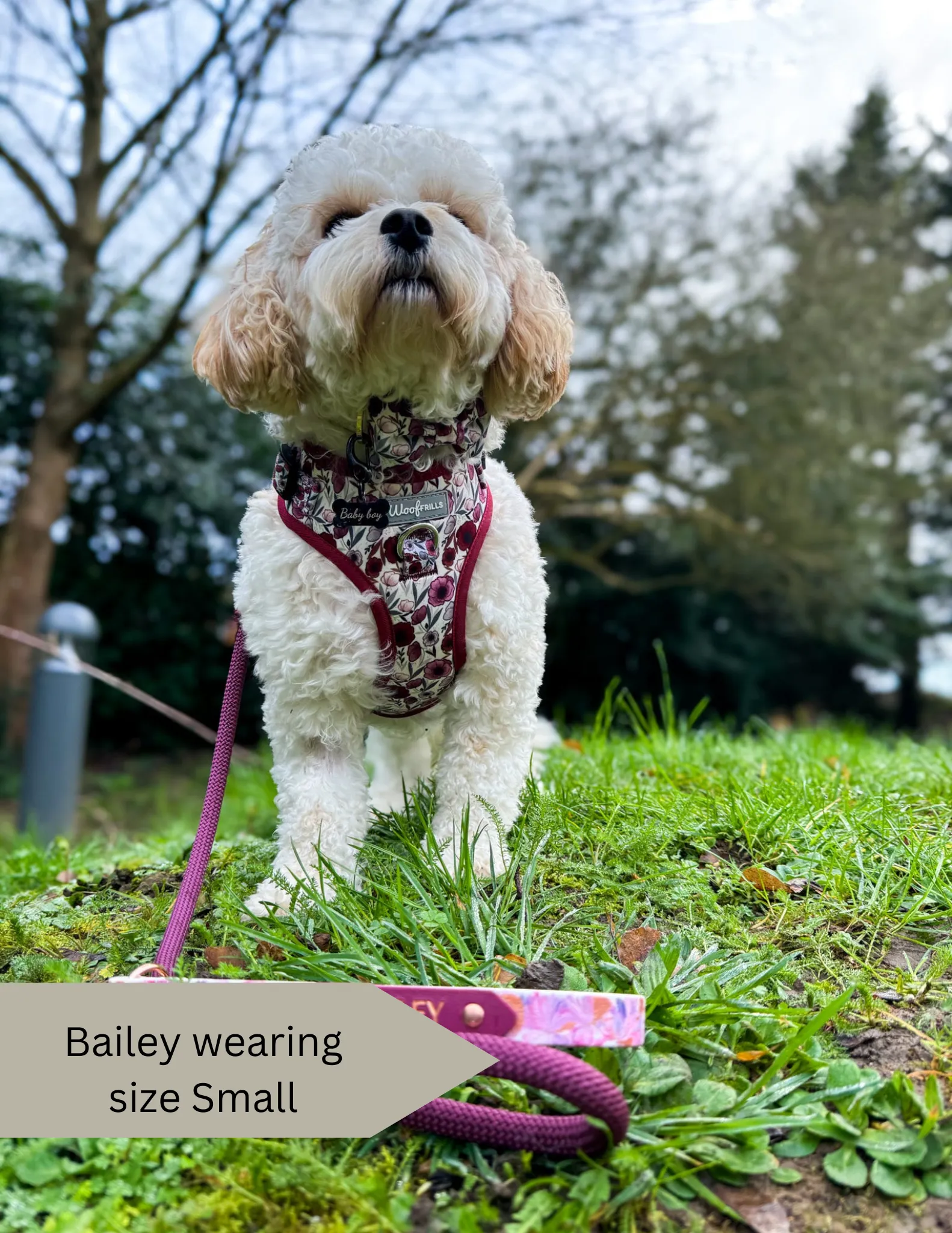 Dog harness, Dog collar and lead set | BUNDLE OF YOUR CHOICE | Poppy power