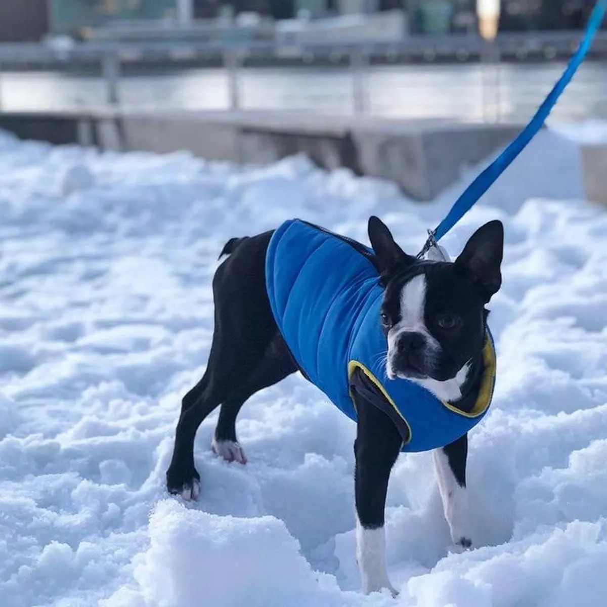 Gooby Padded Vest Dog Jacket - Solid Blue, Large - Warm Zip Up Vest Fleece Jacket with Dual D Ring Leash - Winter Water Resistant Sweater - Clothes for Small and Medium Dogs