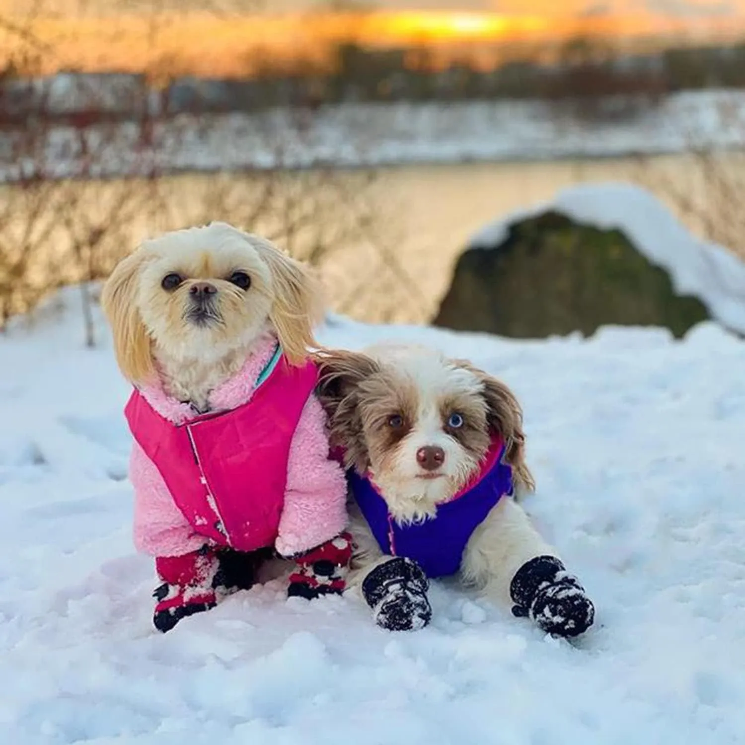 Gooby - Sports Vest, Fleece Lined Small Dog Cold Weather Jacket Coat Sweater with Reflective Lining, Purple, Small