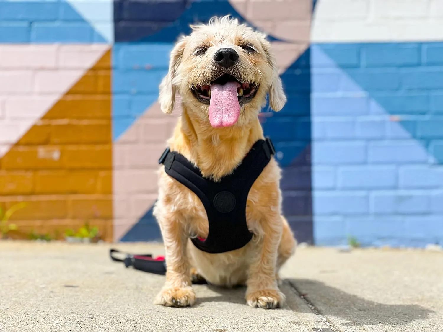 Gooby Sporty Escape Free Harness, Medium - Black, Neoprene, No-Pull, 4-Point Adjustment for Small Dogs up to 35 lbs