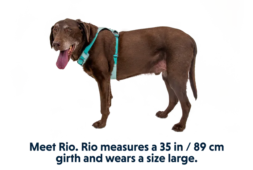 Hi & Light™ Lightweight Dog Harness