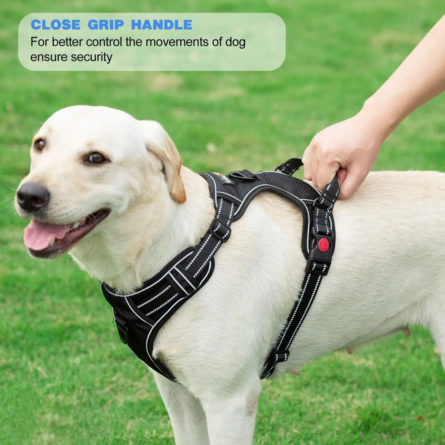 No Pull Dog Harness Adjustable Reflective Oxford Easy Control Medium Large Dog Harness with A Free Heavy Duty 5ft Dog Leash (M (Neck: 14.5"-20.5", Chest: 22"-28"), Purple Harness Leash)