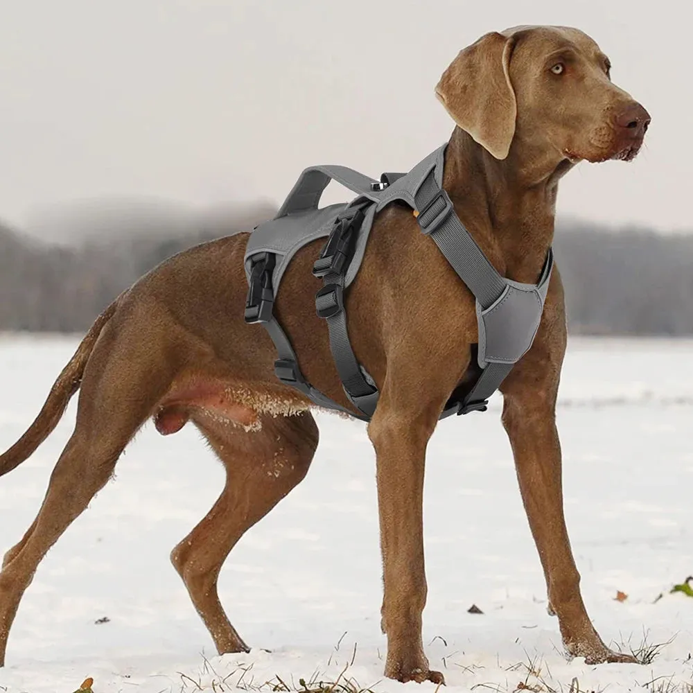 Pawsitively Playful Pet Harness