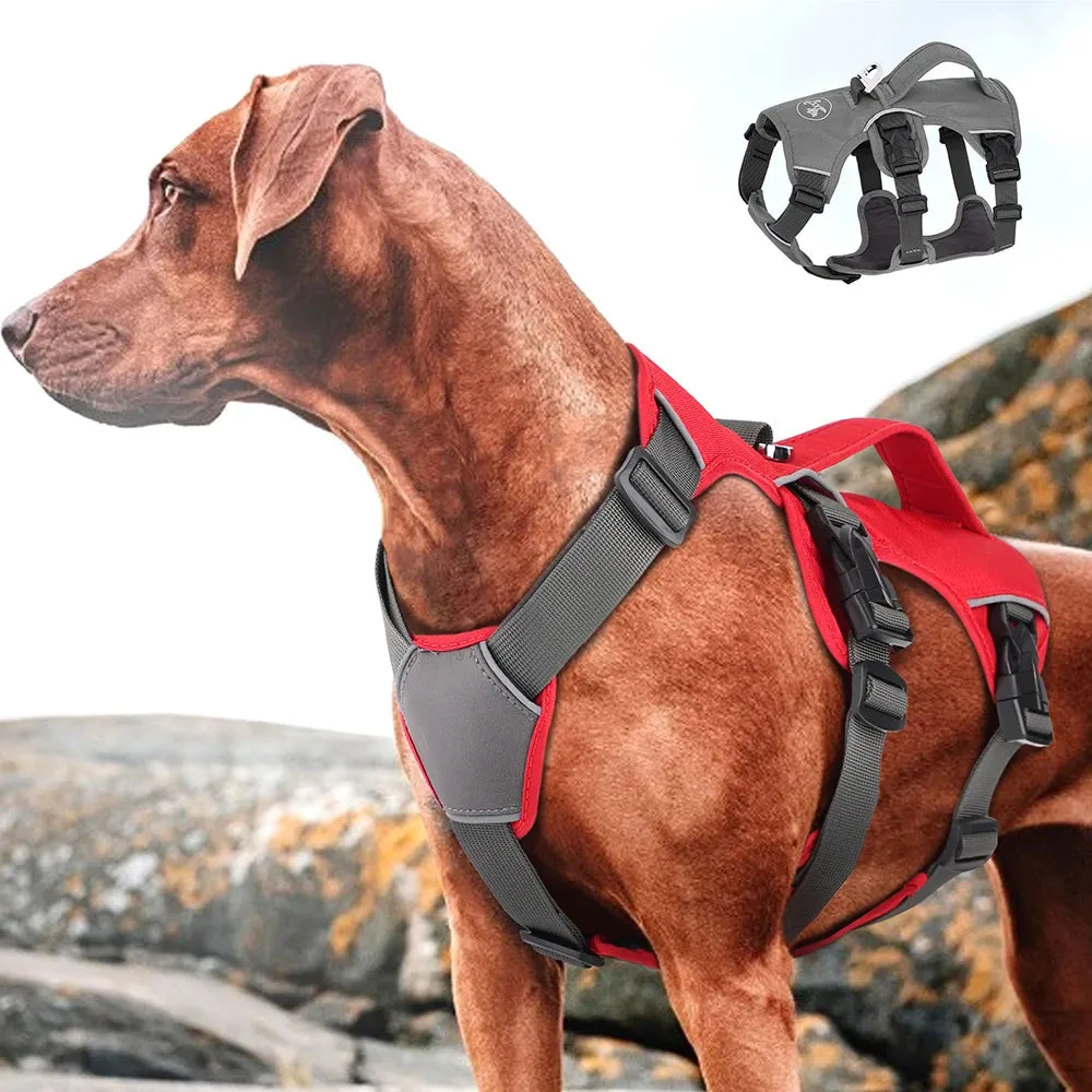 Pawsitively Playful Pet Harness