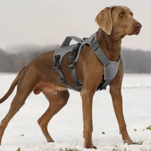 Pawsitively Playful Pet Harness