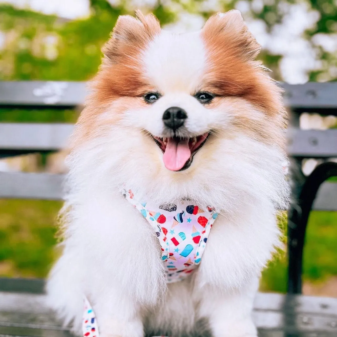 Pawtriotic Adjustable Harness
