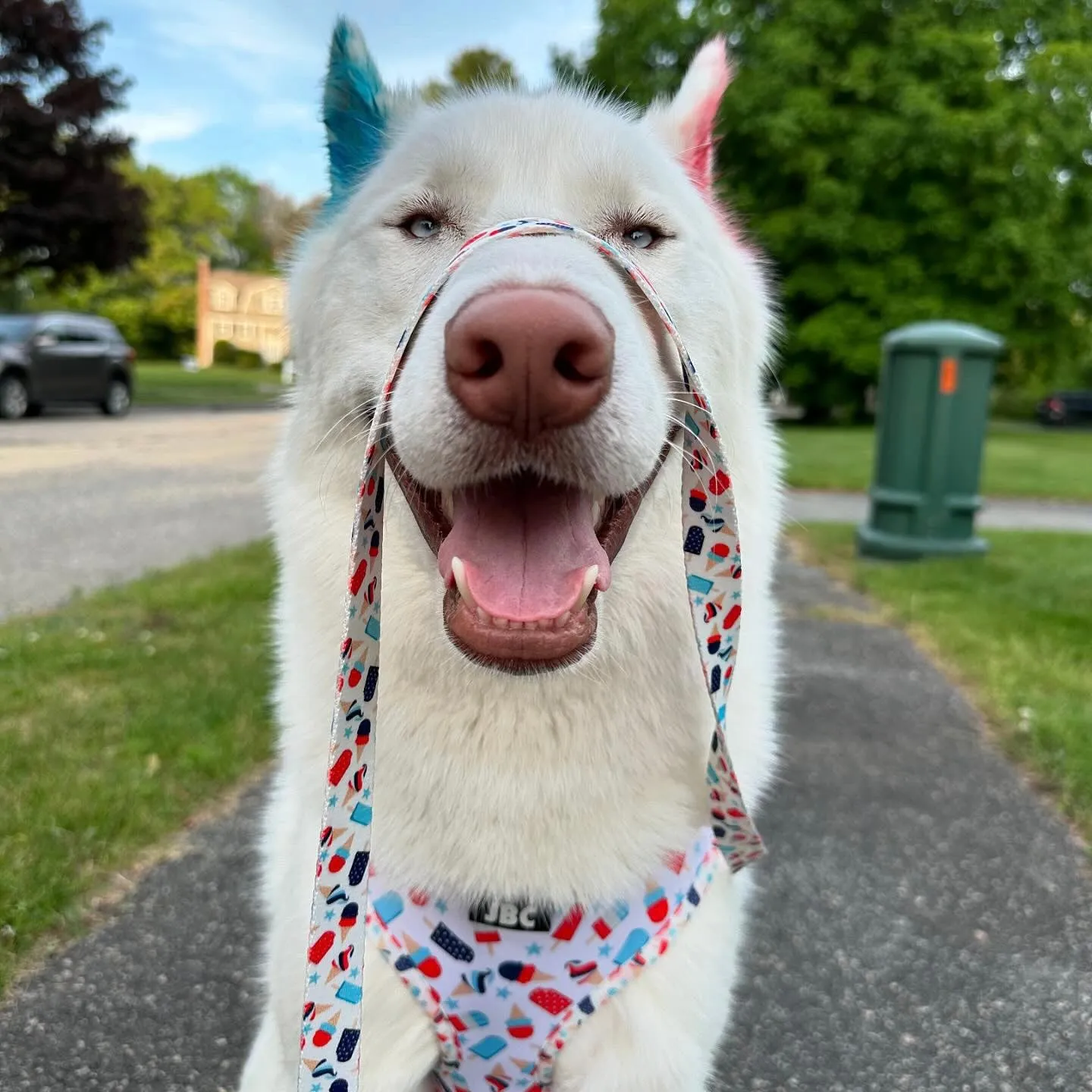 Pawtriotic Adjustable Harness