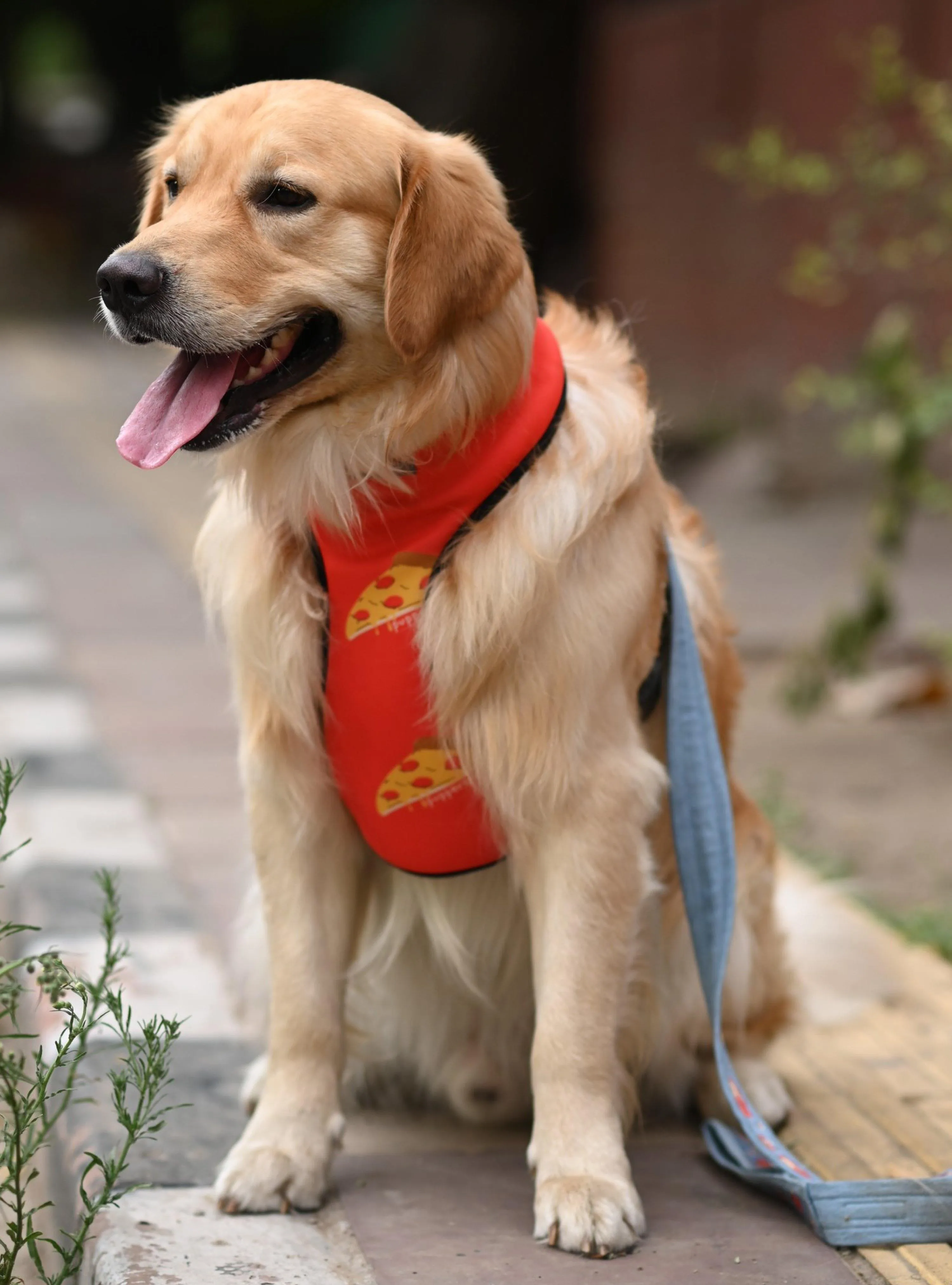 Pupperoni Body Vest Harness