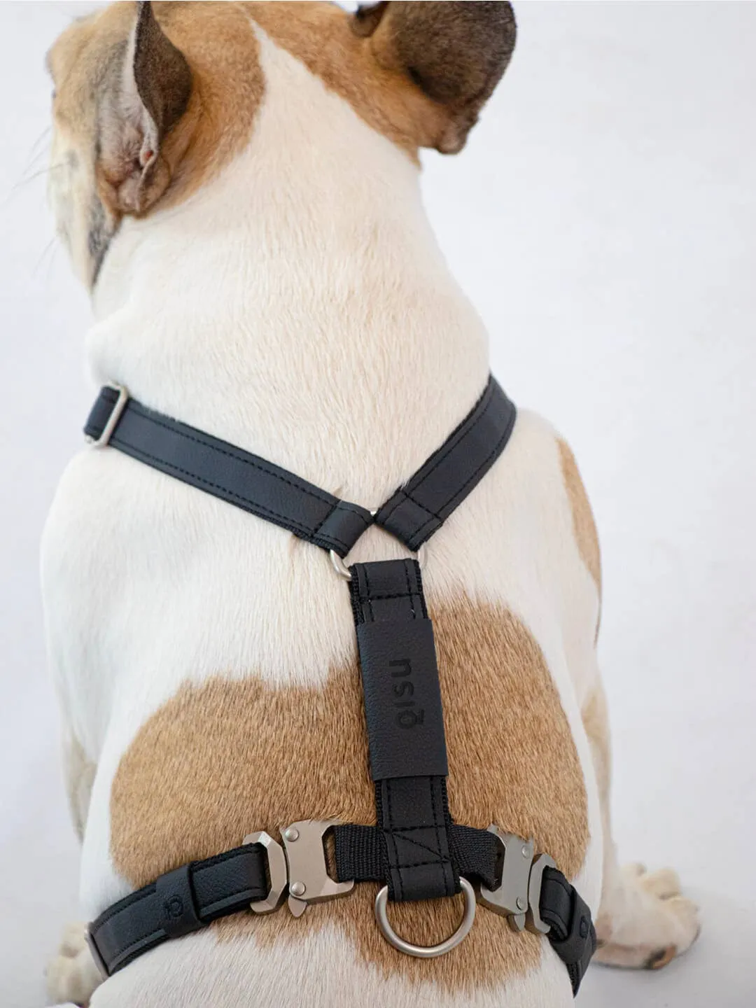 Qisu - Dog Harness | Air Collection: / Lagoon