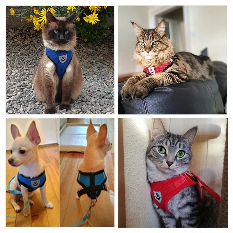 "Pet Walk & Lead Set: Adjustable Cat Harness & Traction Rope"