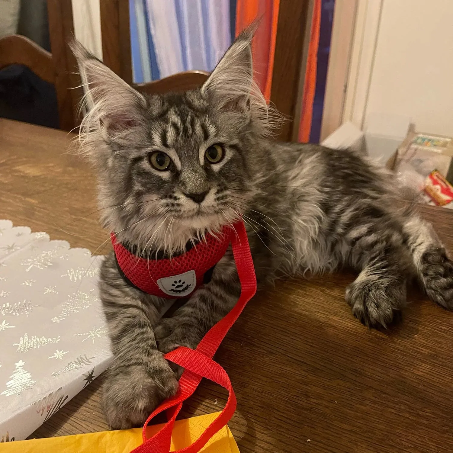 "Pet Walk & Lead Set: Adjustable Cat Harness & Traction Rope"