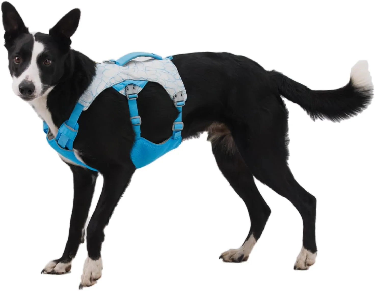 Ruffwear, Swamp Cooler Dog Harness, Lightweight with Evaporative Cooling for Hot Weather, Biolumin Blue, XX-Small